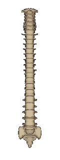 Roswell Chiropractic Spine